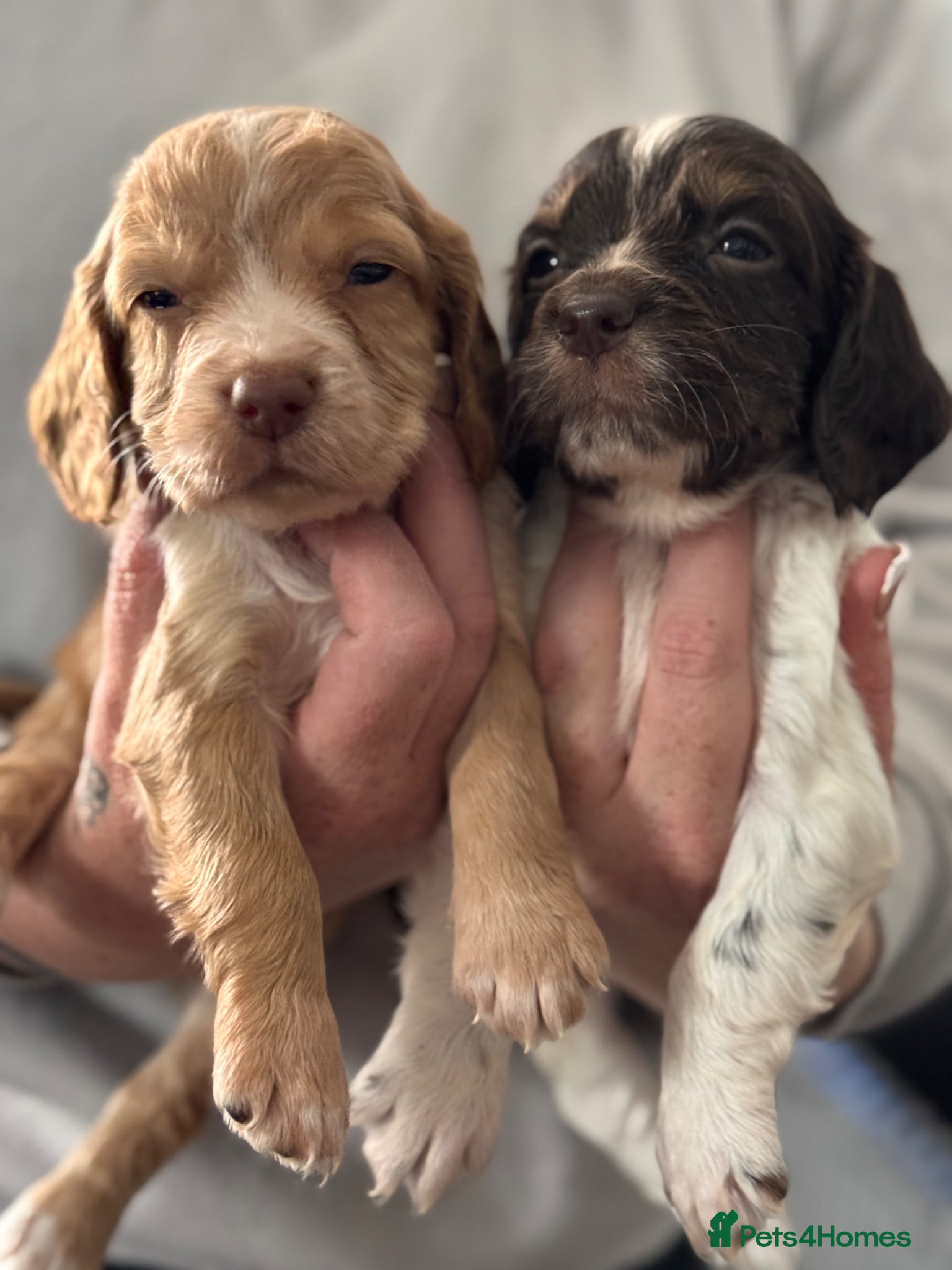 Cocker Spaniel dogs Cocker spaniel puppies  - Advert 9