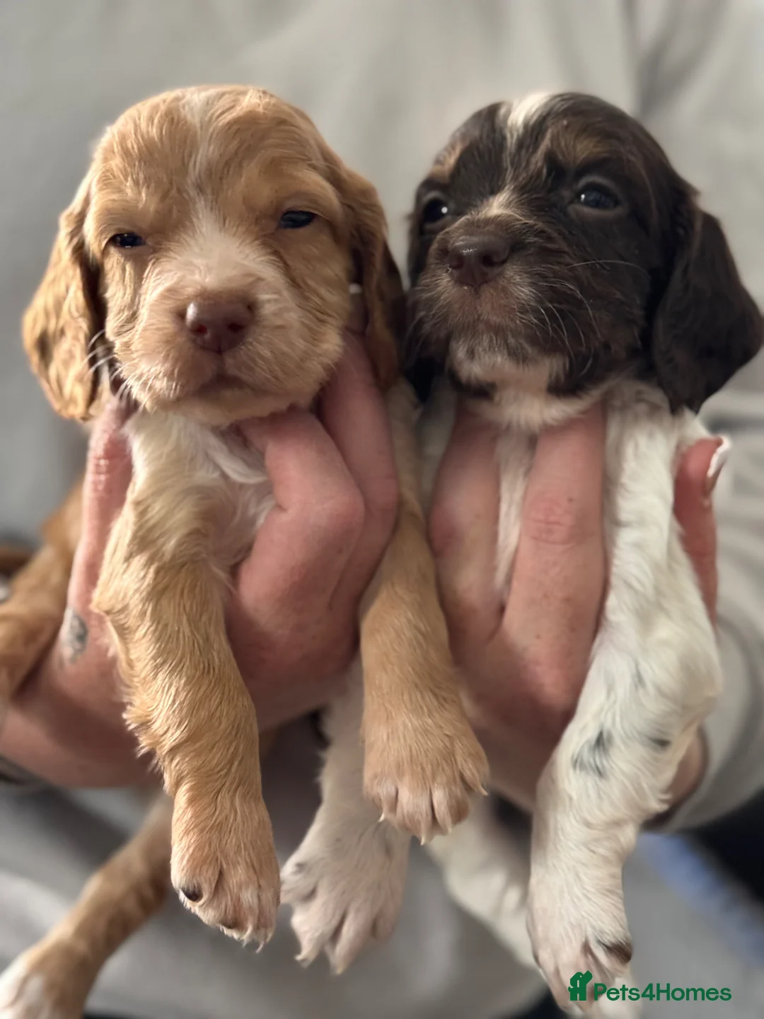 Cocker Spaniel dogs for sale: Cocker spaniel puppies  - Advert 1