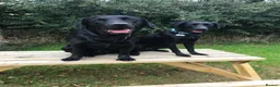 Labrador Retriever dogs for sale: Beautiful Black Labradors (option for training) in Launceston - Advert 2