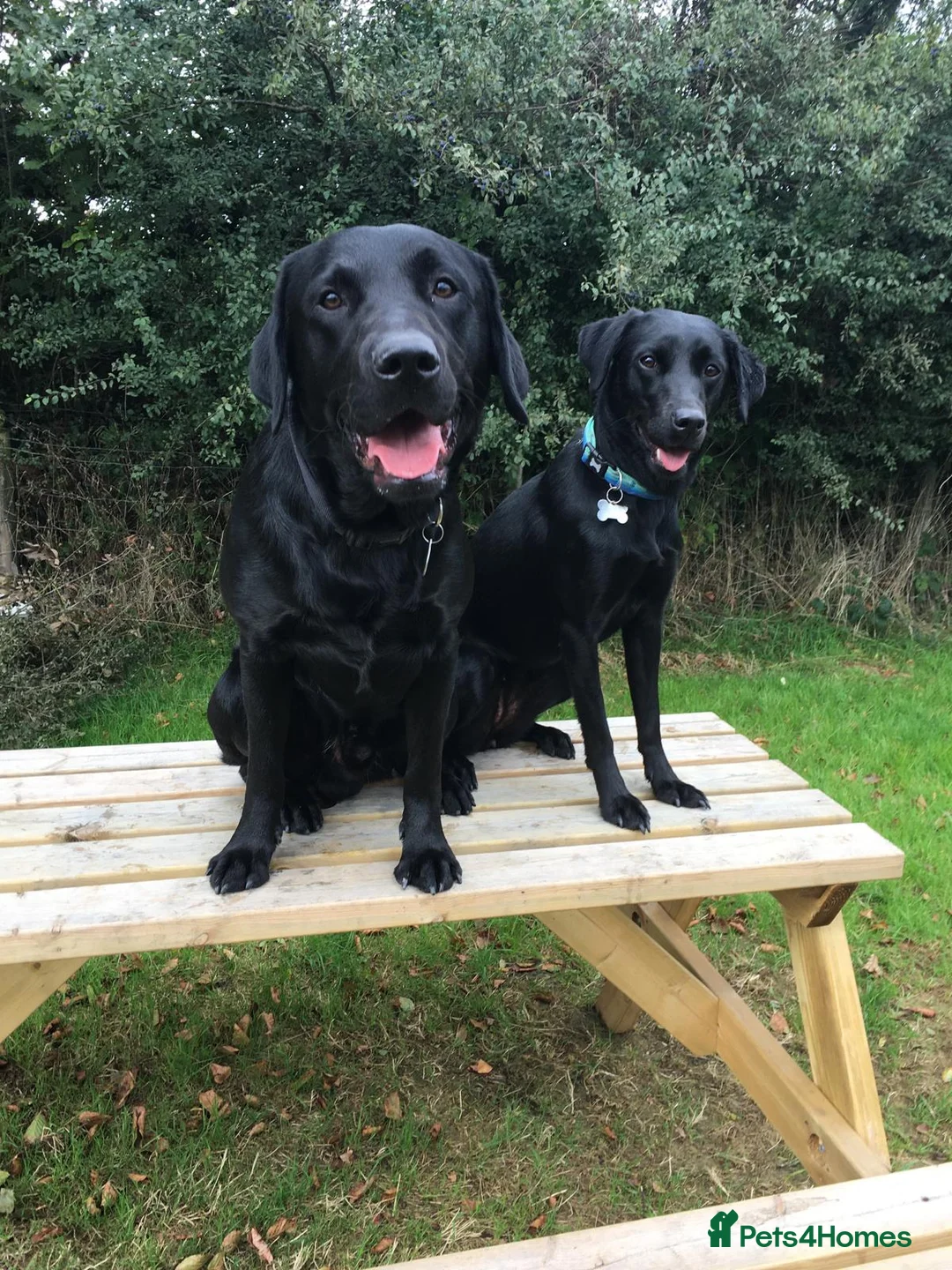 Labrador Retriever dogs for sale: Beautiful Black Labradors (option for training) in Launceston - Advert 2