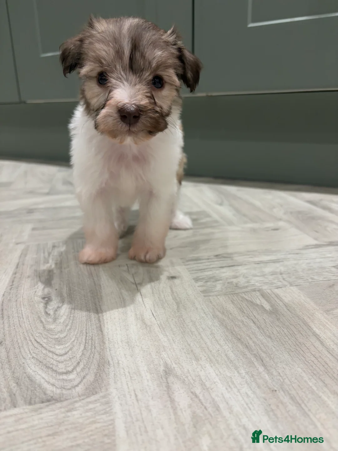 Miniature Schnauzer dogs for sale: SOLD KC Reg Miniature Schnauzers - Advert 21
