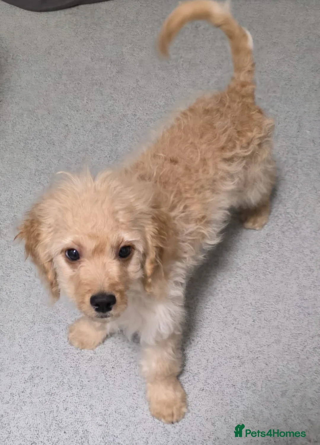 Cavapoo dogs for sale: Cavapoo puppies avaliable now - Advert 2