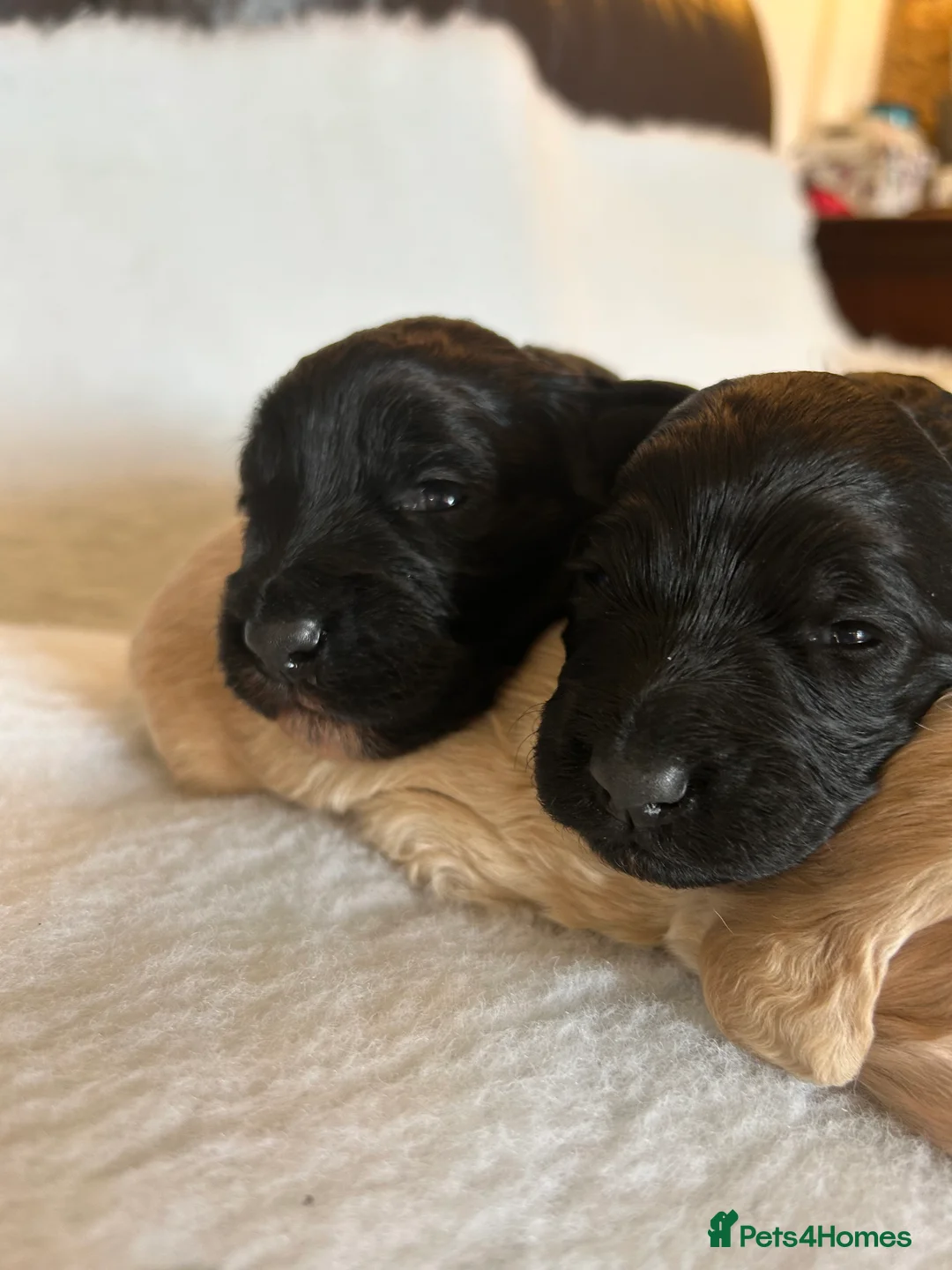 Mixed Breed dogs for sale: Miniature Multi-Gen Australian Labradoodle Puppies in South Molton - Advert 16