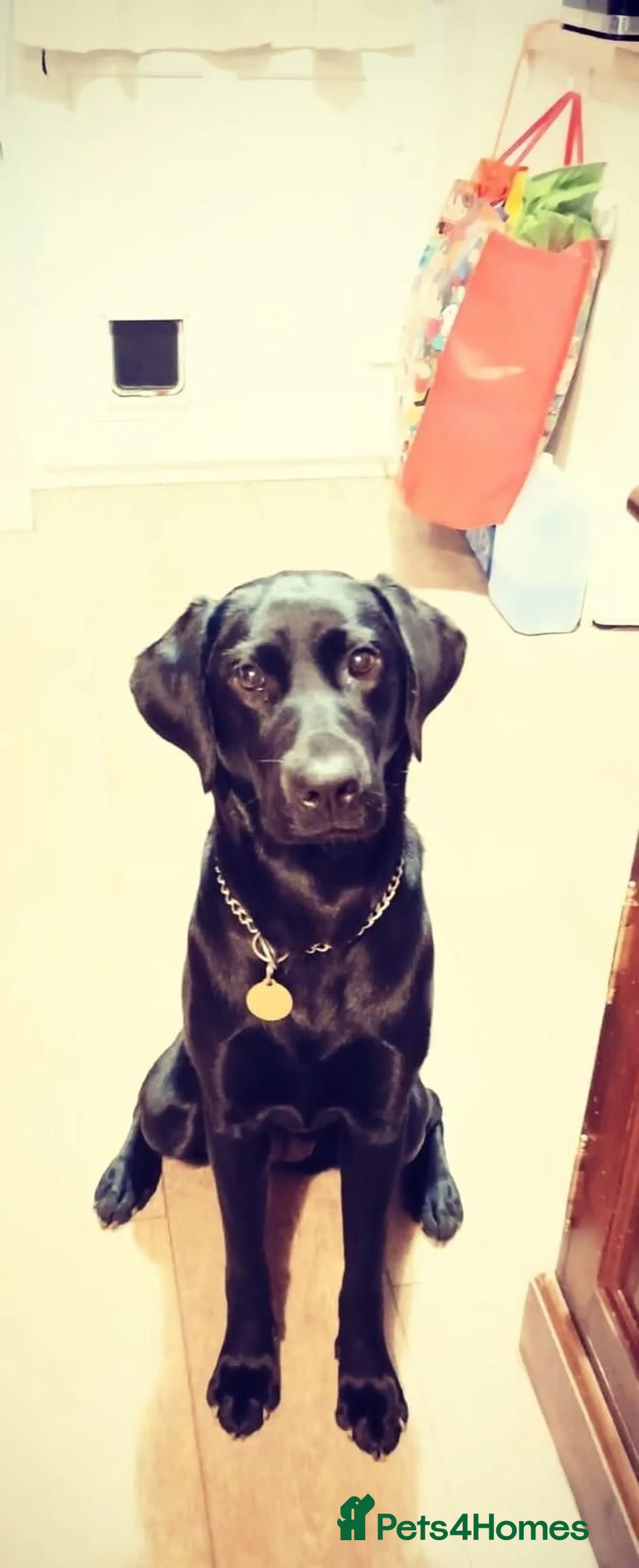 Labrador Retriever dogs for sale: Black Labrador age 3 - Advert 2