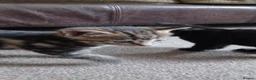 Mixed Breed cats for sale: 2 Kittens to be rehomed - Advert 9