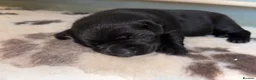 Labrador Retriever dogs for sale: KC Pedigree Labrador Puppies READ DESC. RE PRICING in Pontypool - Advert 6