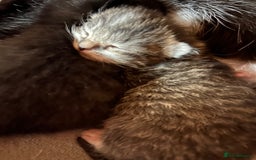 Mixed Breed cats for sale: Gorgeous kittens  - Advert 2