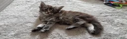 Maine Coon cats for sale: Beautiful 100% Maine coin kittens - Advert 6