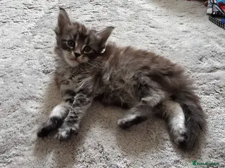 Maine Coon cats Beautiful 100% Maine Coon kittens - Advert 1