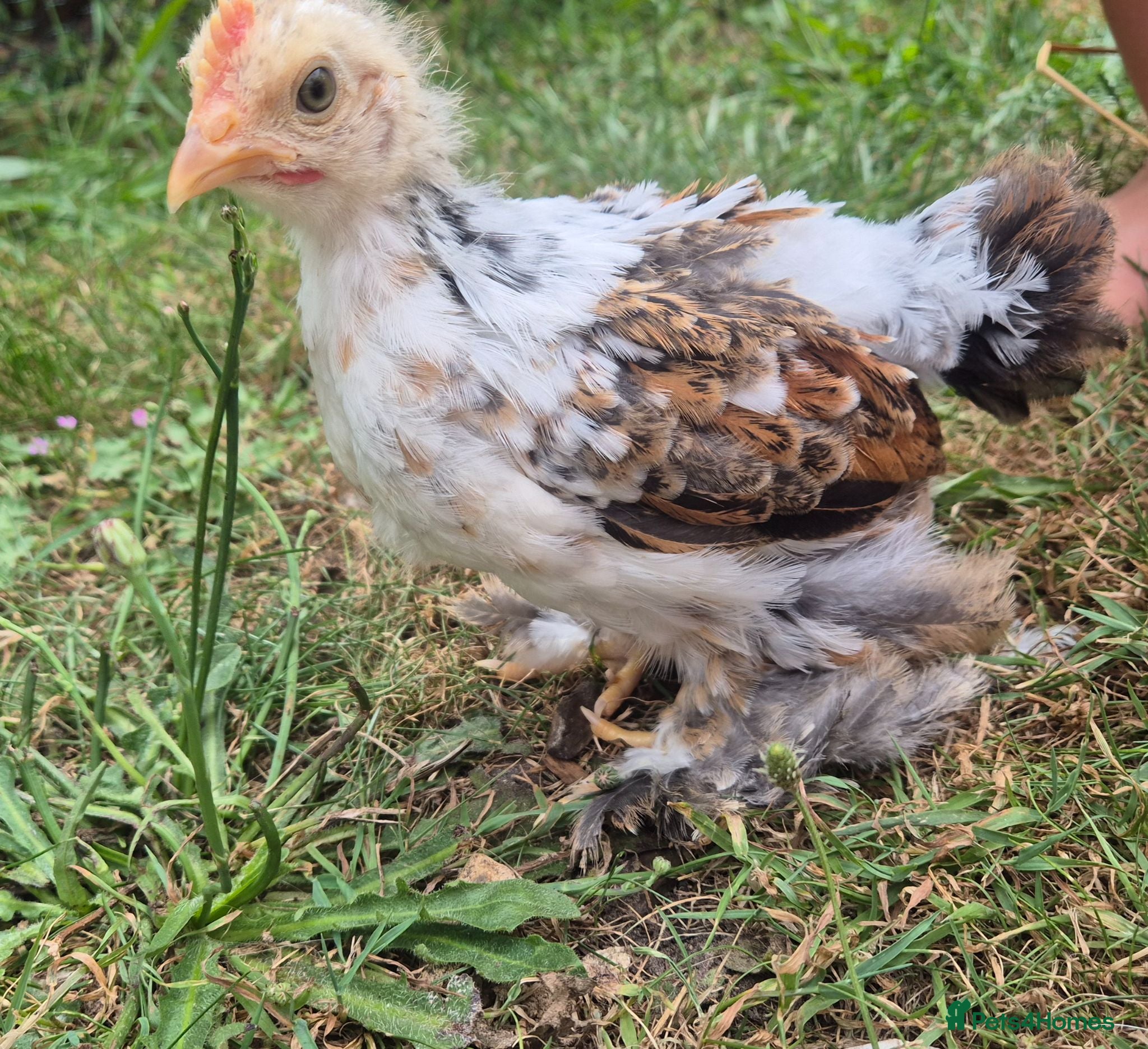 Chickens poultry Booted Pekin Bantam Rooster - Advert 1
