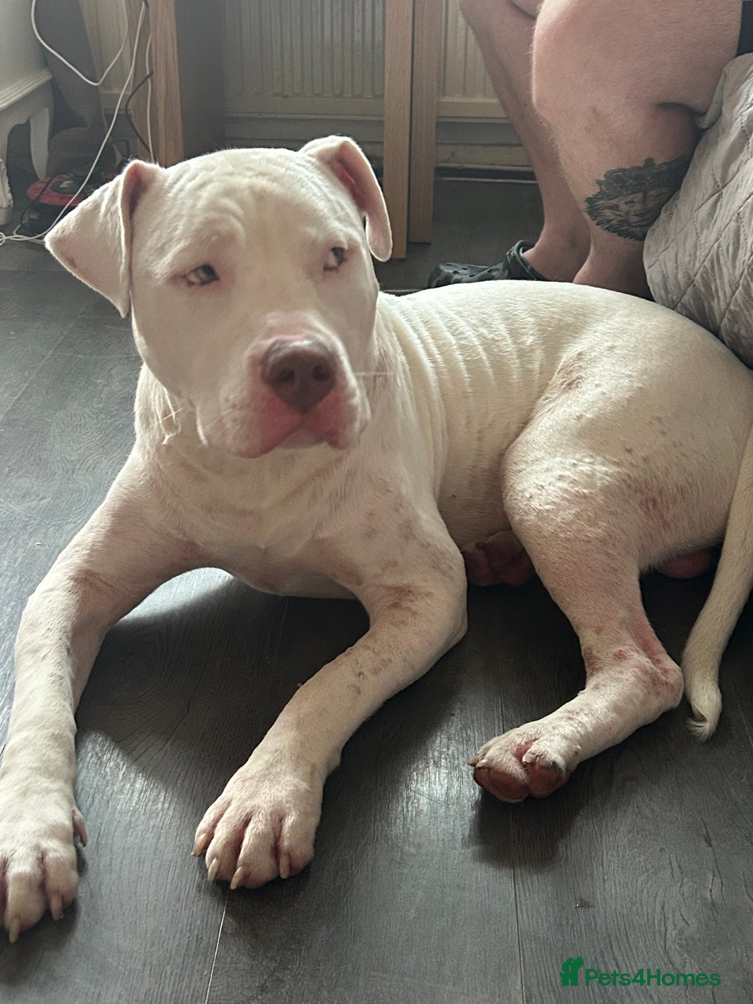 American Bull Staffy dogs for sale: American bull staffy & American bulldog hybrid  - Image 2