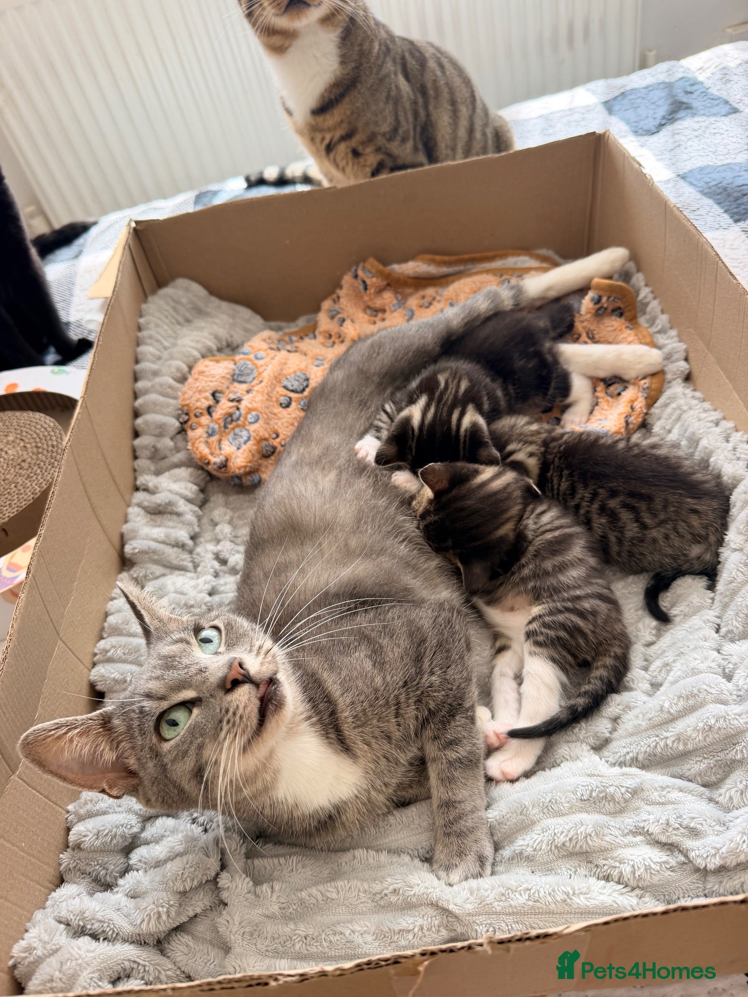 Domestic Shorthair cats Male tabby for sale - Advert 4