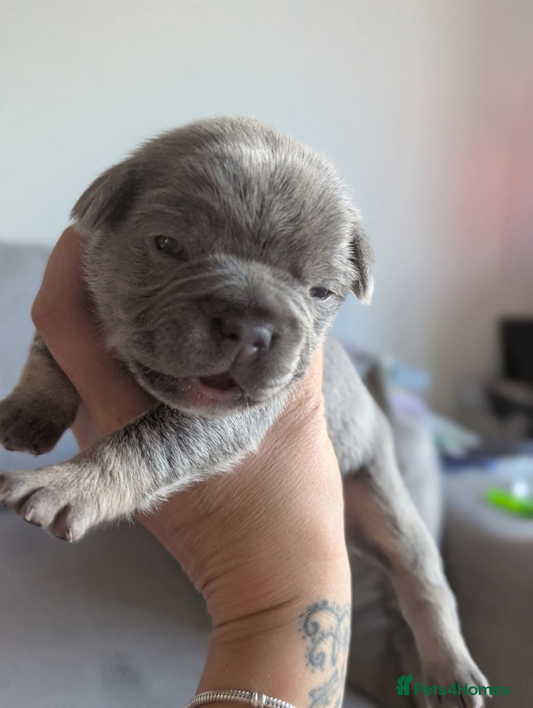 French Bulldog dogs for sale: Beautiful Well Bred French Bulldogs  - Image 5