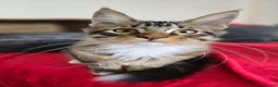 Maine Coon cats for sale: 1 TICA registered Maine Coon boy. - Advert 11