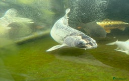 Other/Mixed Breed fish for sale: Koi carp, orphs, mirror carp - Image 20