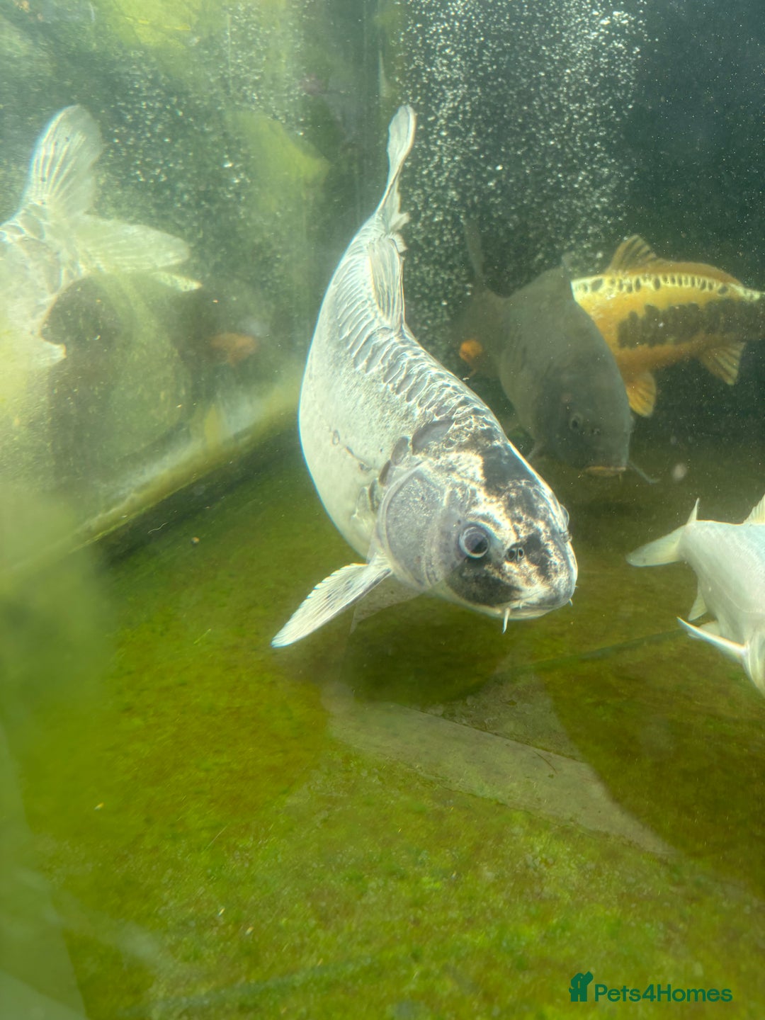 Other/Mixed Breed fish for sale: Koi carp, orphs, mirror carp - Image 20