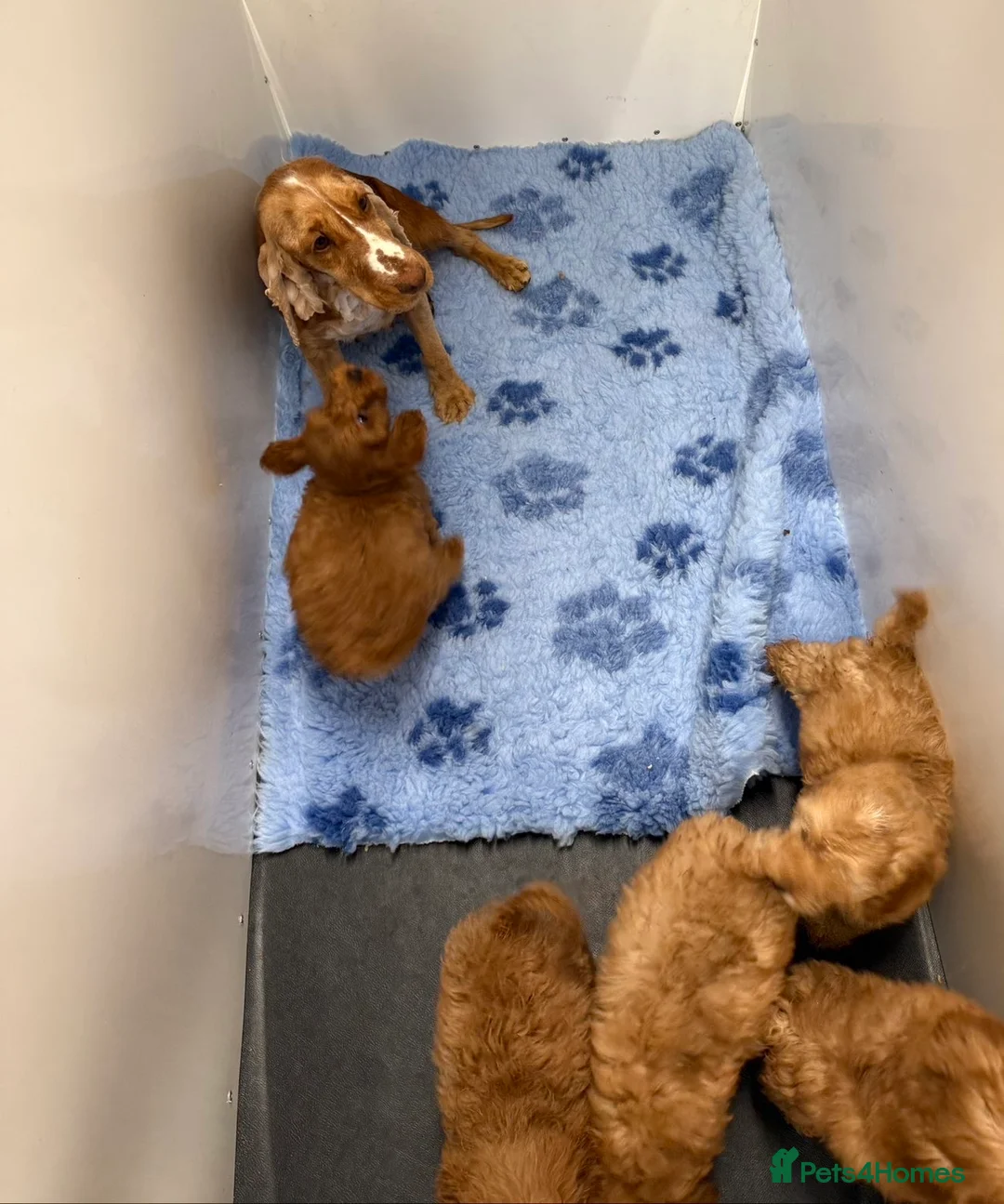 Cockapoo dogs for sale: F1 miniature cockapoos  - Advert 2