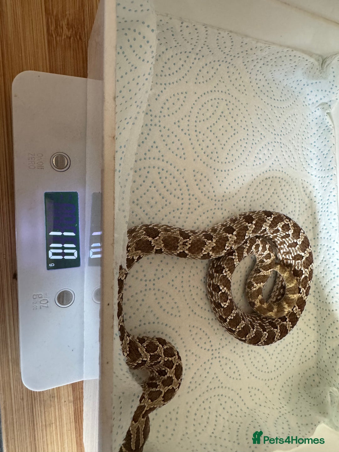 Snake reptiles for sale: 2025 hognose babies and adults  - Image 3