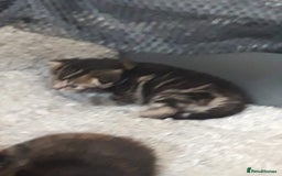 Mixed Breed cats for sale: Beautiful kittens for sale - Image 4