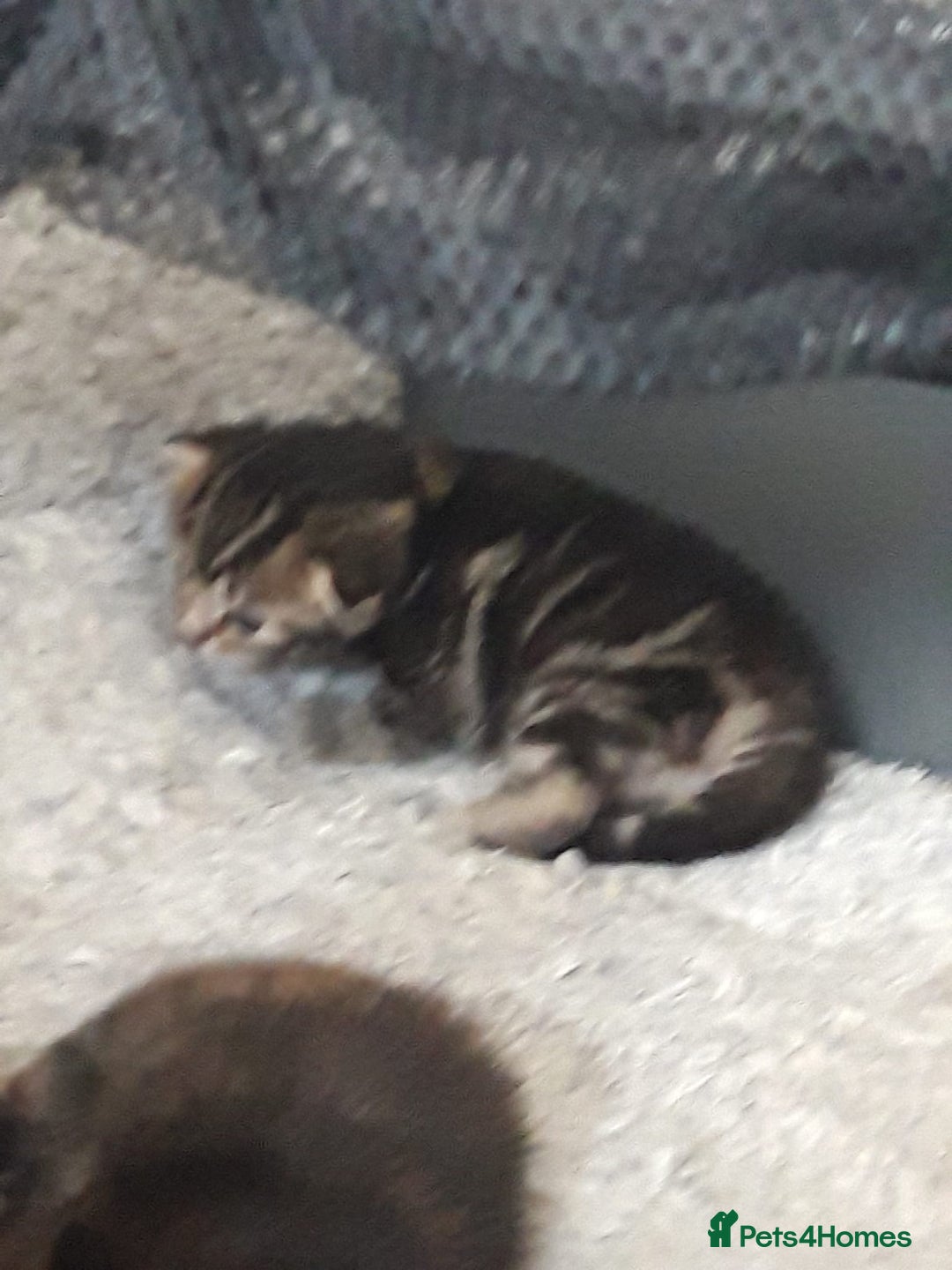 Mixed Breed cats for sale: Beautiful kittens for sale - Image 4