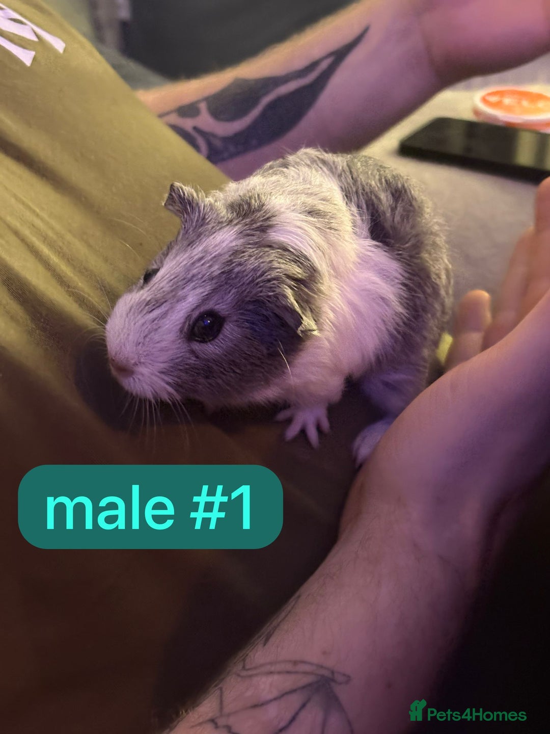 Guinea Pig rodents for sale: Beautiful baby Guinea pigs  - Advert 7