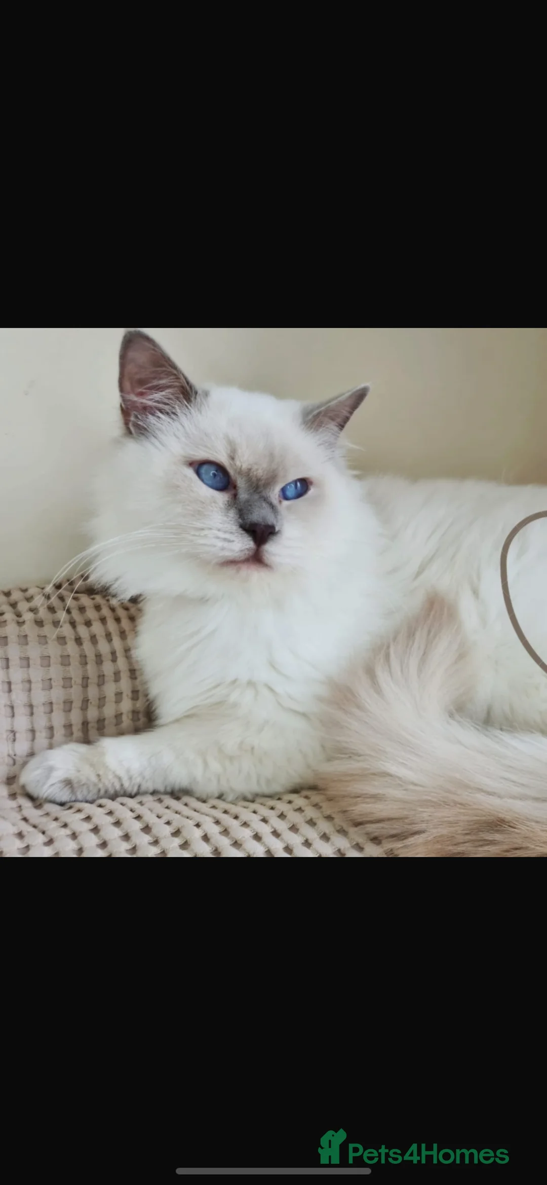 Ragdoll cats for sale: Adorable Ragdoll kittens - Advert 5