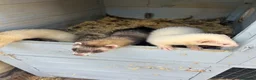 Ferret rodents for sale: Ferrets  - Advert 3