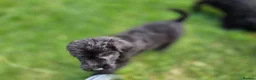 Lurcher dogs for sale: Deerhound Greyhound Collie/Bedlington  - Advert 3