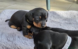 Miniature Dachshund dogs for sale: Beautiful Pedigree Miniature Dachshund Puppies - Image 8
