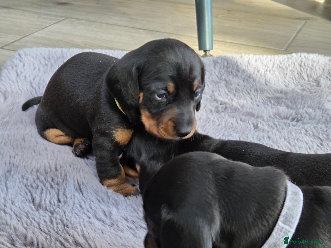 Miniature Dachshund dogs for sale: Beautiful Pedigree Miniature Dachshund Puppies - Image 8