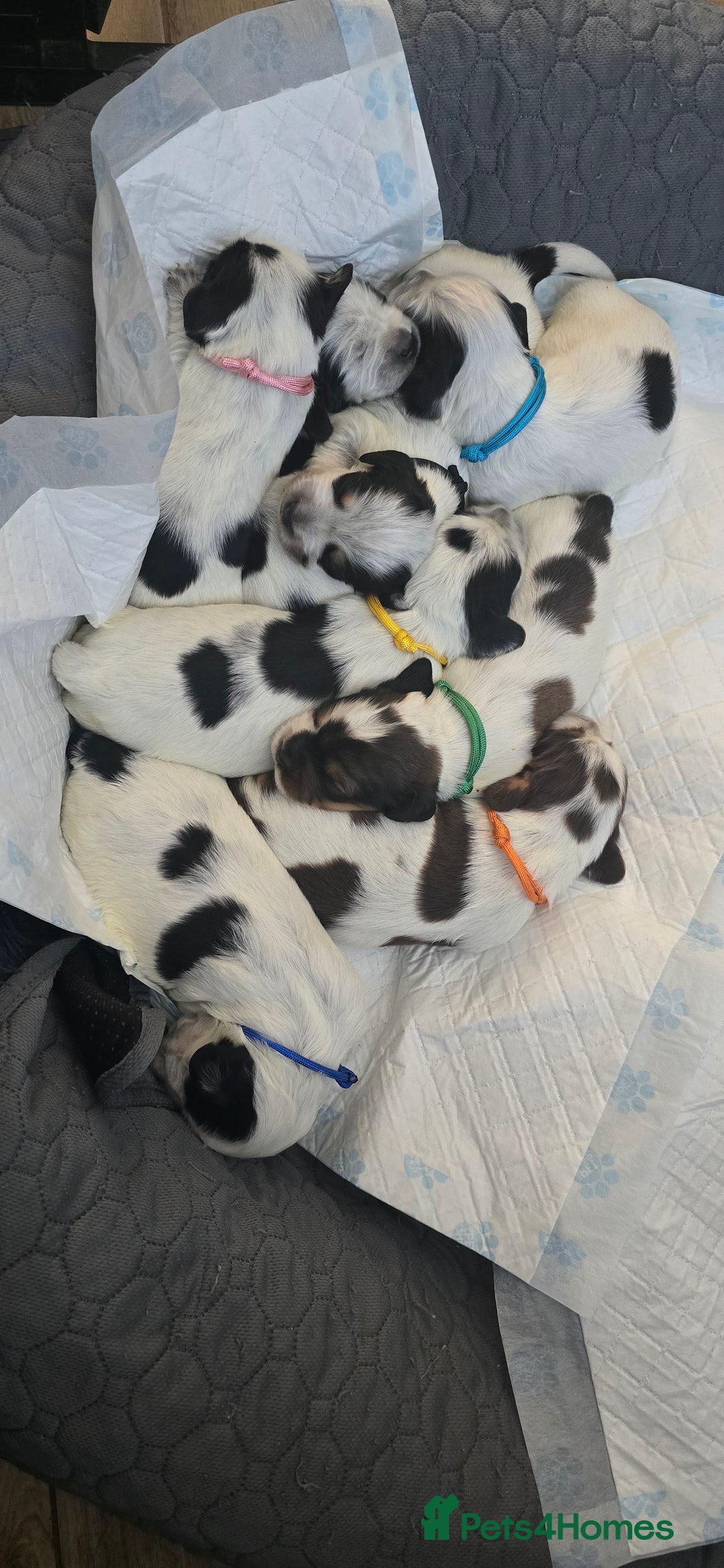 Sprocker dogs for sale: Cocker spaniel puppies  - Advert 5
