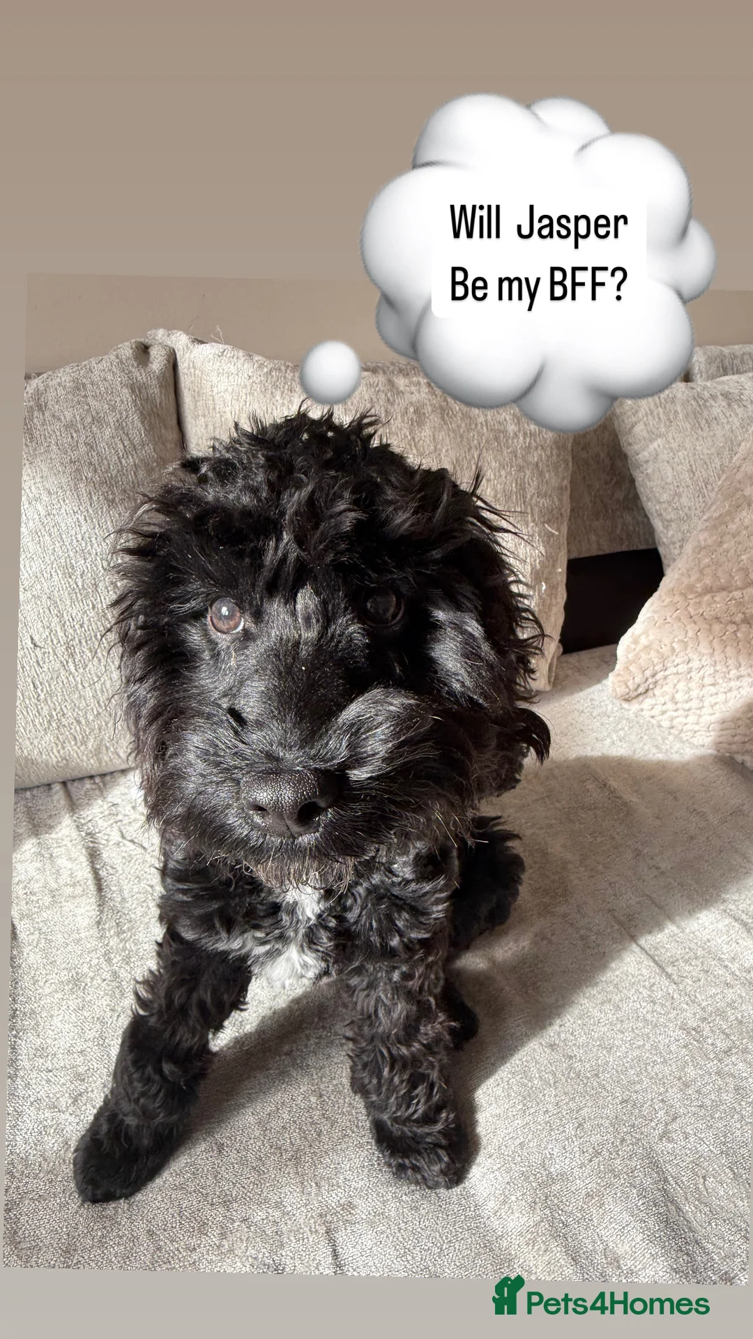 Cockapoo dogs for sale: 1 year old cockerpoo - Advert 2