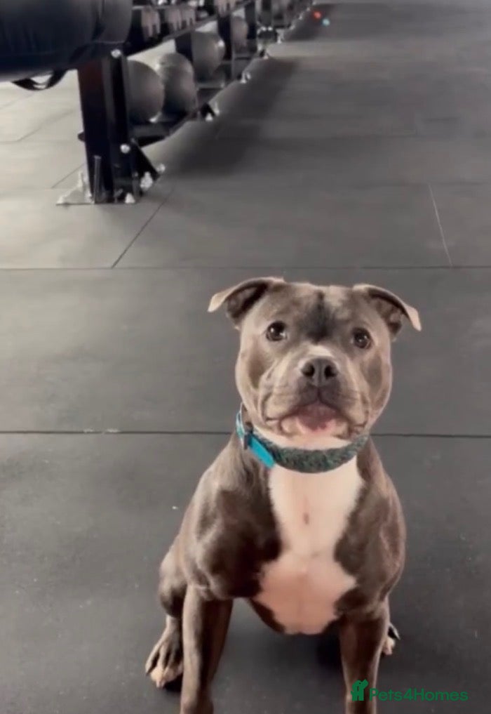 Staffordshire Bull Terrier dogs Puppie for sale  - Advert 15
