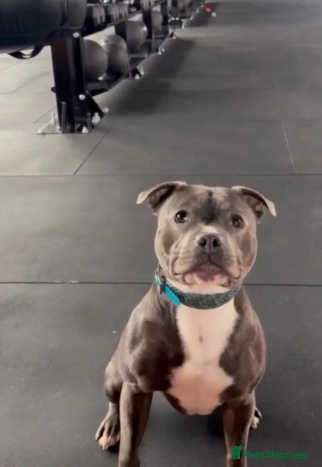 Staffordshire Bull Terrier dogs for sale: Puppie for sale  - Advert 1