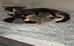 Mixed Breed cats for sale: Gorgeous kittens  - Image 2
