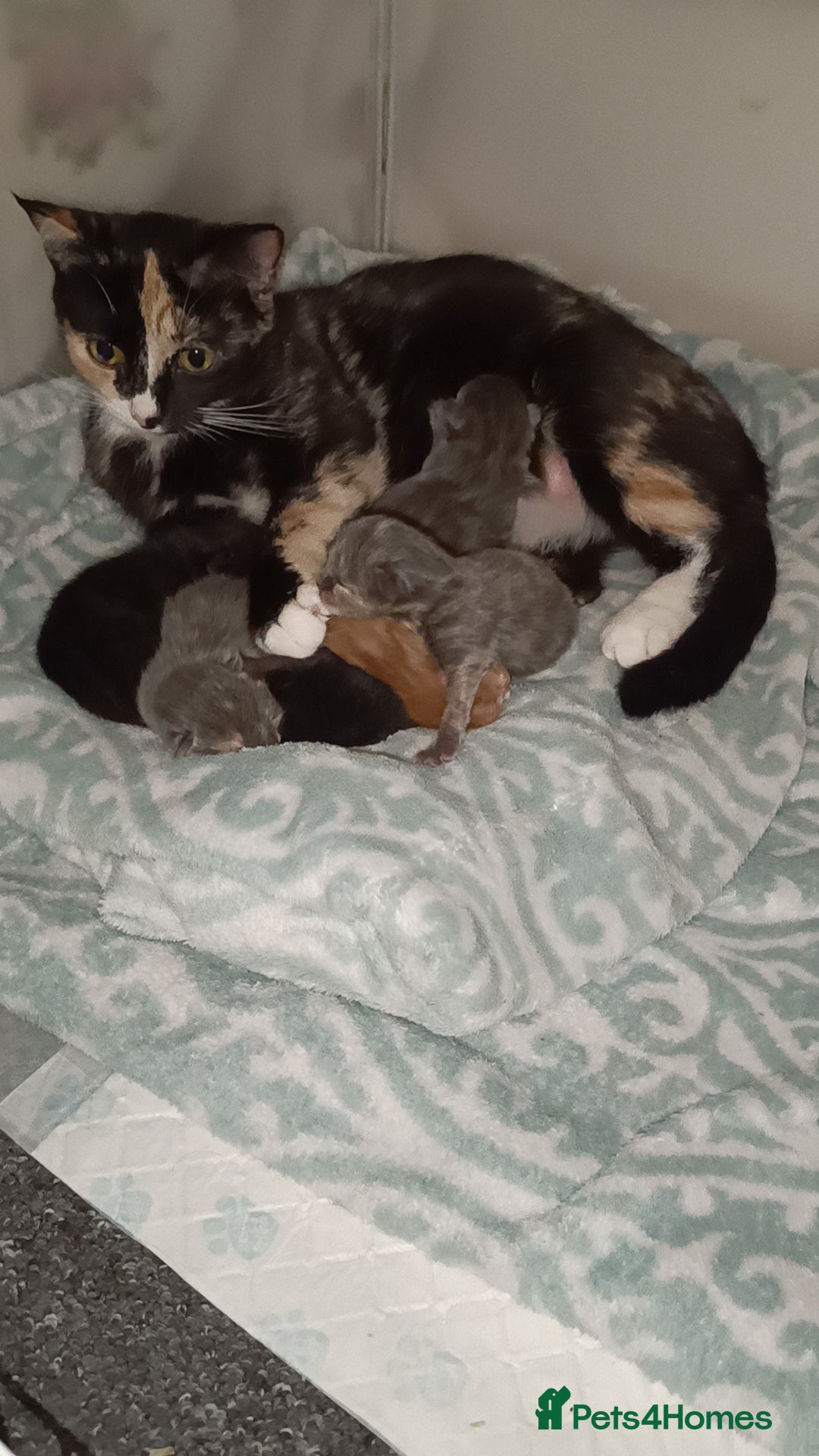 Mixed Breed cats for sale: Gorgeous kittens  - Image 2