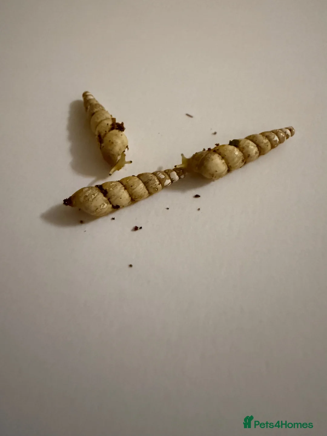 Snails invertebrates for sale: Unicorn snails - Advert 2