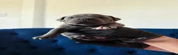 Staffordshire Bull Terrier dogs for sale: KC Staffordshire Bull Terrier Puppies - Advert 12