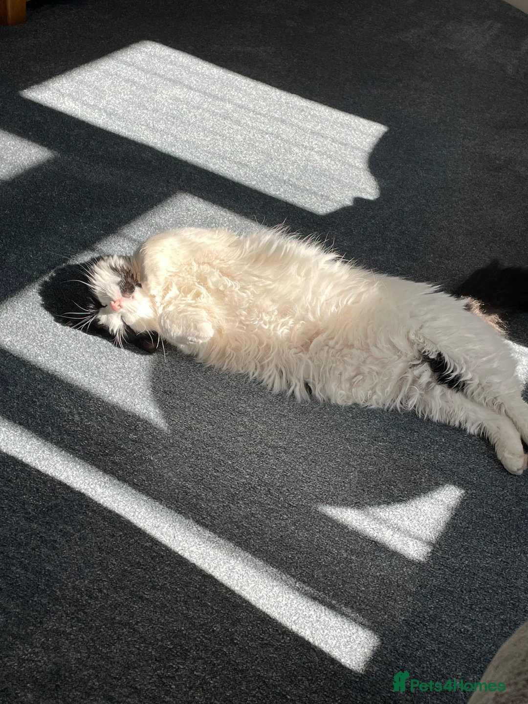 British Shorthair cats for sale: Fluffy in Walsall - Advert 2