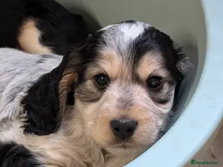 Cockapoo dogs Beautiful Cockapoo puppies (3 available) - Advert 4