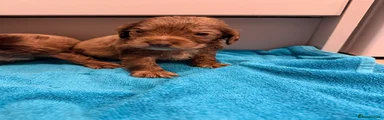 Cocker Spaniel 6
