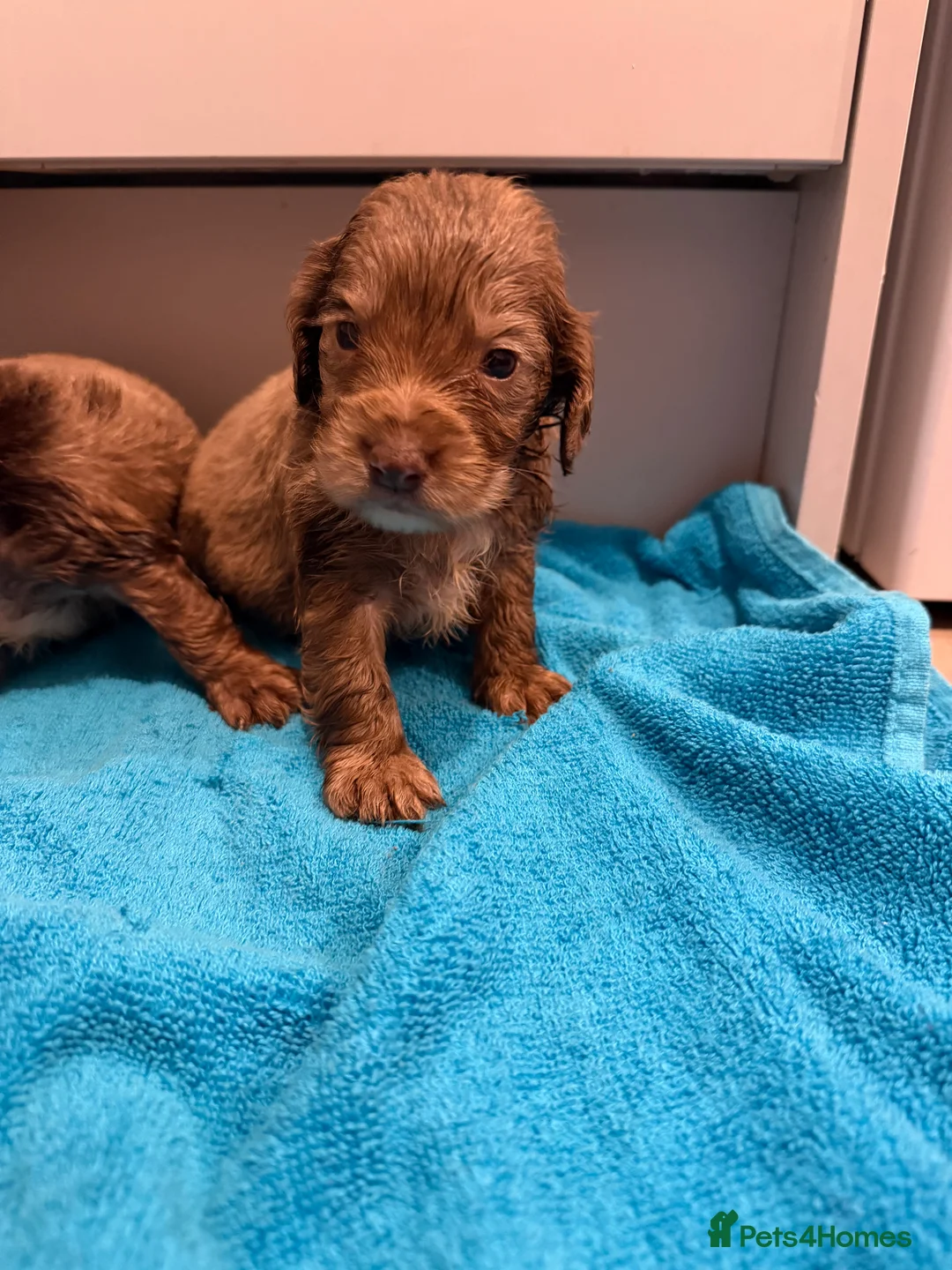 Cocker Spaniel dogs for sale: Cocker spaniel puppies  - Advert 2