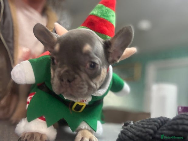 French Bulldog dogs Homie lines meet Apollo line - Advert 14