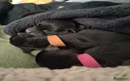 Mixed Breed dogs for sale: Portuguese water dog x Golden retriever puppies  - Image 14