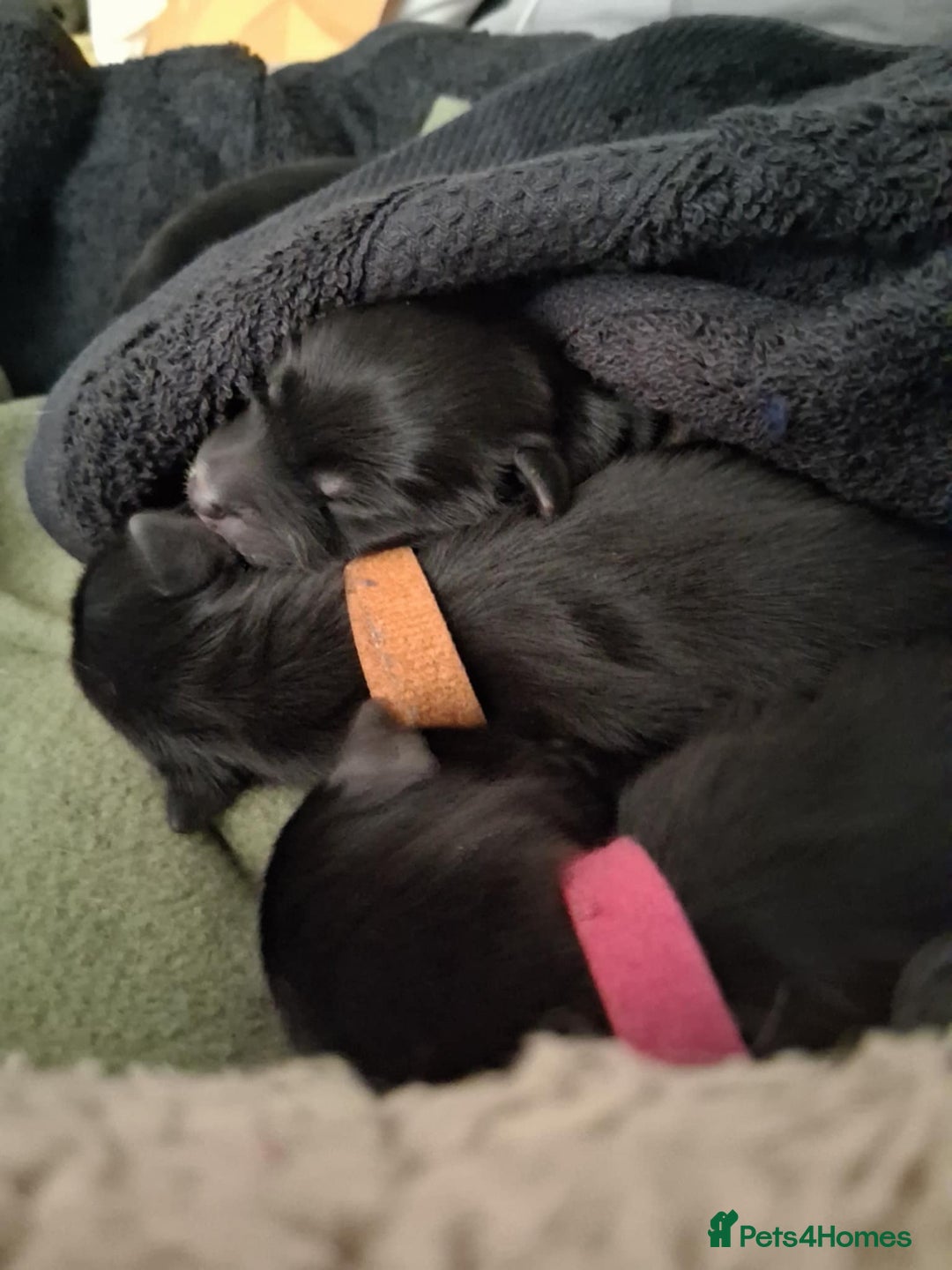 Mixed Breed dogs for sale: Portuguese water dog x Golden retriever puppies  - Image 14