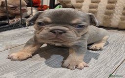 French Bulldog dogs for sale: Isabella & lilac & tan chunky frenchies - Advert 7