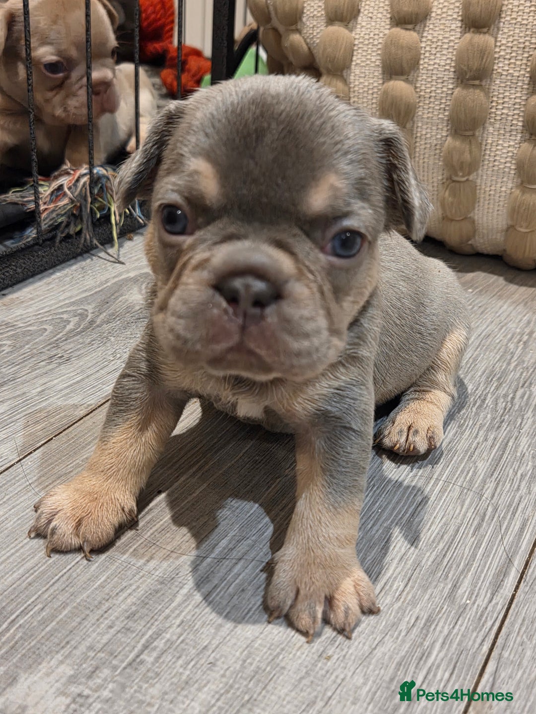 French Bulldog dogs for sale: Isabella & lilac & tan chunky frenchies - Advert 7
