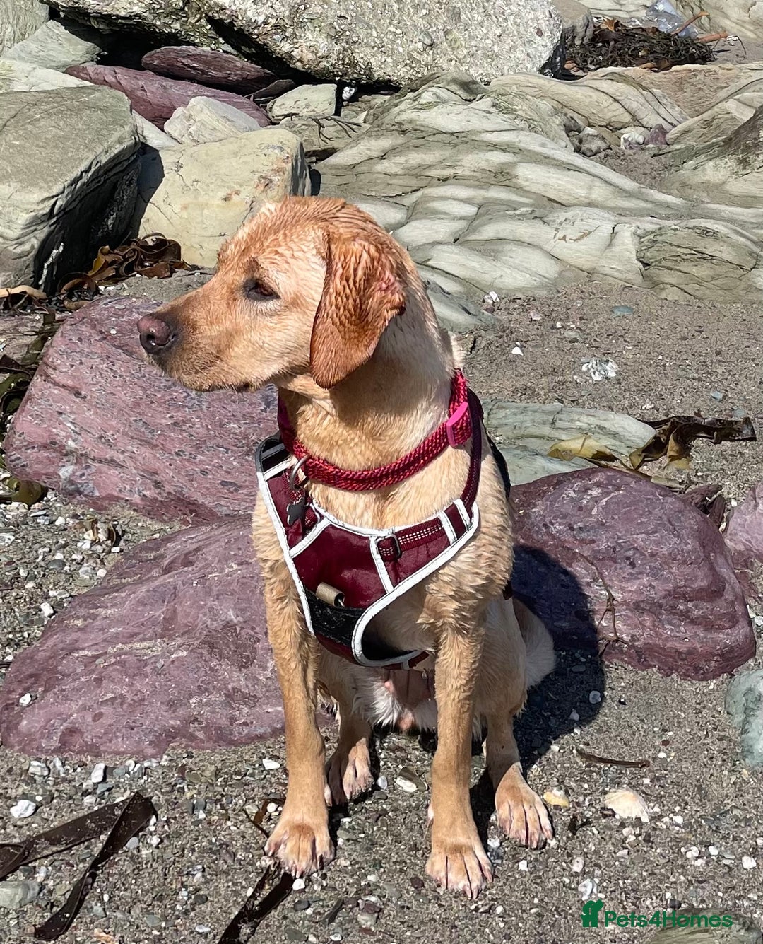 Labrador Retriever dogs for sale: Golden and Fox Red Labrador Retriever puppies - Image 14