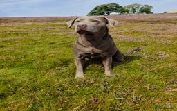 Labrador Retriever dogs for sale: Quality KC reg labs (ideal assistance/therapy dog) - Image 10