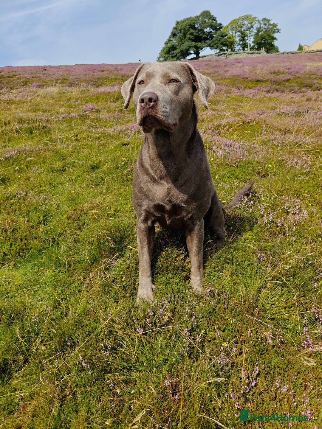Labrador Retriever dogs for sale: Quality KC reg labs (ideal assistance/therapy dog) - Image 10
